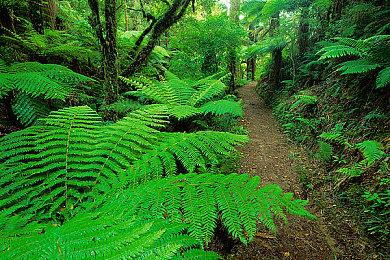 智能手机应用《宝可梦集换式卡牌 Pocket》预计2024年推出